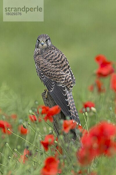 Turmfalke (Falco tinnunculus) unreif  sitzt auf einem Pfosten zwischen Mohnblüten (Papaver rhoeas)  Suffolk  England  Juli  kontrolliertes Subjekt