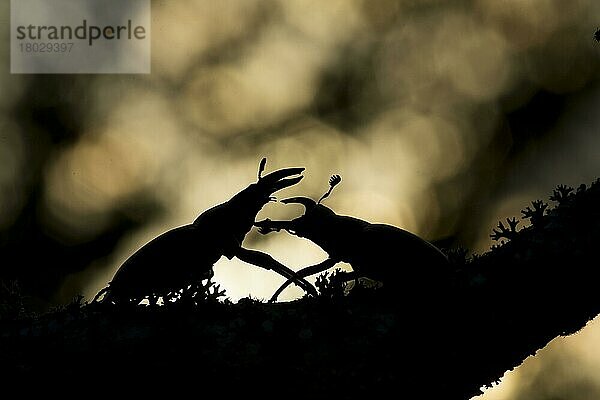 Großer Hirschkäfer (Lucanus cervus) zwei erwachsene Männchen  kämpfend  Silhouette auf Ast  Bulgarien  Juli  Europa