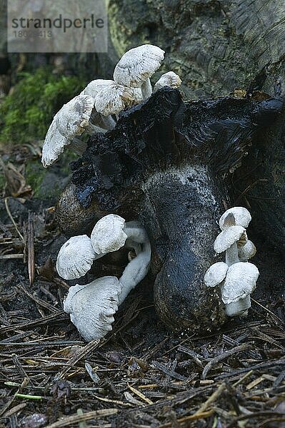 Silky Piggyback Fungus (Asterophora parasitica) Fruchtkörper  parasitäre Arten  wächst auf Resten von Täubling  Bacton Wood  Witton  Norfolk  England  Oktober
