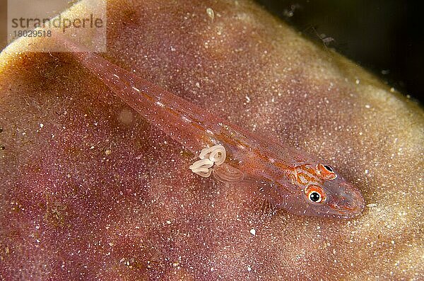 Schlanker erwachsener Spongegoby (Phyllogobius platycephalops)  mit Parasiten- und Eihülle  auf Schwamm ruhend  Padar Island  Komodo N. P. Kleine Sunda-Inseln  Indonesien  März  Asien