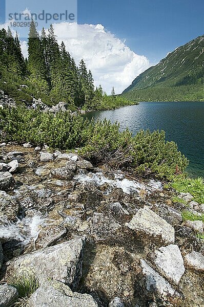 Flusskaskaden  die in den montanen See münden  Morskie Oko-See  Tatra N. P. Tatra-Gebirge  Westkarpaten  Polen  Juni  Europa