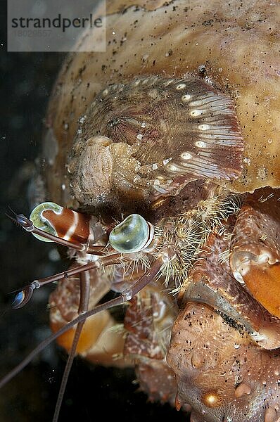 Anemonen-Eremitenkrebs (Dardanus pedunculatus) adult  mit kleiner Krabbe auf Seeanemone (Calliactis polypus)  zur Tarnung und zum Schutz an der Schale befestigt  Lembeh-Straße  Sulawesi  Sunda-Inseln  Indonesien  März  Asien