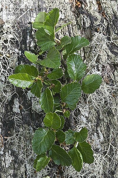 Lenga (Nothofagus pumilio) Nahaufnahme der Blätter  Feuerland N. P. Südpatagonien  Feuerland  Argentinien  Südamerika