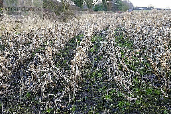 Maisernte (Zea mays)  von Regen betroffenes und ausgefallenes Futtermaisfeld  Houghton  Lancashire  England  Dezember