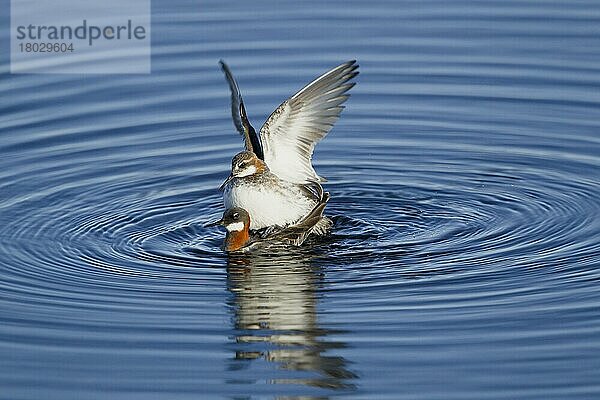 Rothalsphalarope (Phalaropus lobatus) erwachsenes Paar  Brutgefieder  Paarung auf See  Myvatn-See  Island  Juni  Europa