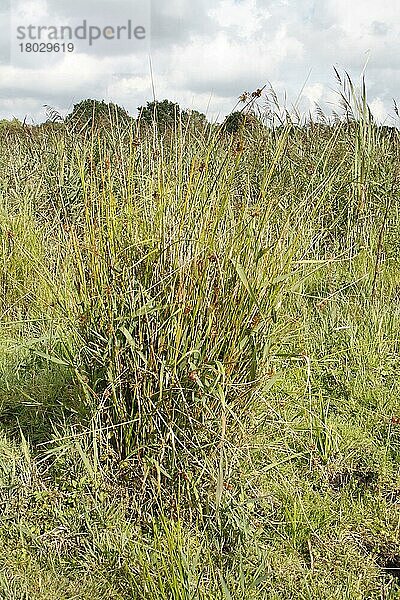 Binsenschneide  Binsen-Schneide (Cladium mariscus)  Schneidried  Schneidebinse  Riedgrasgewächse  Great Fen Sedge in river valley fen habitat  Redgrave and Lopham Fen  Waveney Valley  Suffolk  England  september