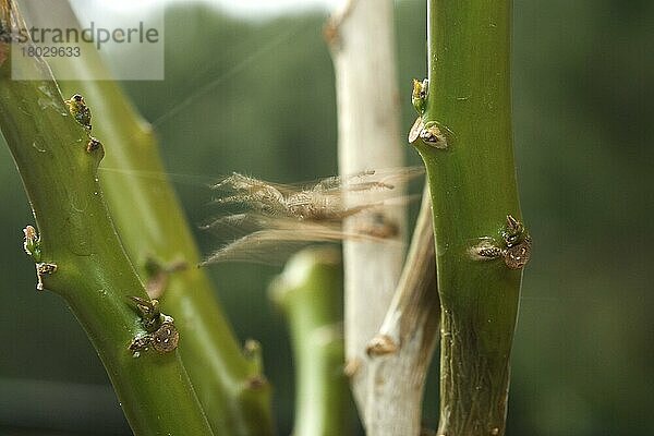 Schwere Springende Spinne (Hyllus sp.)  erwachsenes Weibchen  springend  in der Luft zwischen den Stämmen (zwei von drei in Folge)  Burkina Faso  Afrika