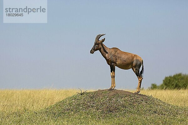 Leierantilope  Leierantilopen  Topi  Topis  Halbmondantilope  Halbmondantilopen (Damaliscus lunatus jimela)  Antilopen  Huftiere  Paarhufer  Säugetiere  Tiere  Topi adult  standing guard on termite mound in grassland  Maasai Mara National Reserve  Ken