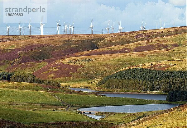 Windturbinen auf dem Hügel über dem Reservoir  Whiteadder Reservoir  Lammermuir Hills  Scottish Borders  Schottland  September