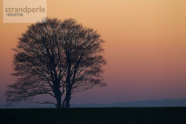 Kahle Baumsilhouette bei Sonnenuntergang  in der Nähe von Chirnside  Berwickshire  Scottish Borders  Schottland  Januar