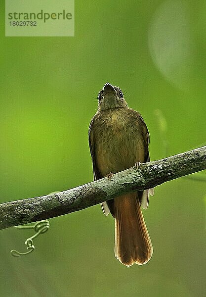 Nördlicher Königsschnäpper (Onychorhynchus coronatus mexicanus)  erwachsenes Weibchen  auf einem Ast sitzend  Darien  Panama  April  Mittelamerika