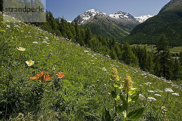 Orangefarbene Lilie (Lilium bulbiferum)  Großer Gelber Enzian (Gentiana lutea) und andere blühende Wildblumen  die an alpinen Hangstandorten wachsen  oberhalb von Pontresina  Engadin  Schweizer Alpen  Schweiz  Juni  Europa