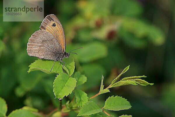 Großes Ochsenauge (Maniola jurtina)  Große Ochsenaugen  Andere Tiere  Insekten  Schmetterlinge  Tiere  Meadow Brown adult  resting on leaves  Norfolk  England  July