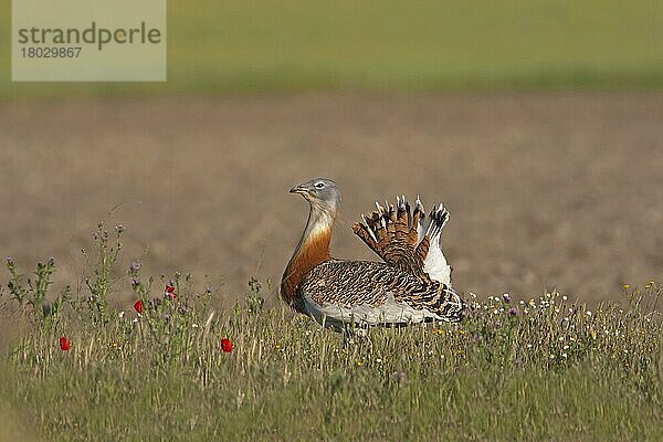 Großtrappe (Otis tarda)  erwachsenes Männchen  auf Nahrungssuche inmitten von Wildblumen  Spanien  Mai  Europa