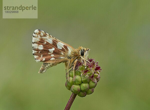 Roter Unterwasserschiffer (Spialia sertorius) erwachsen  auf Salatbrand (Sanguisorba minor) ruhend  Apennin  Italien  Mai  Europa