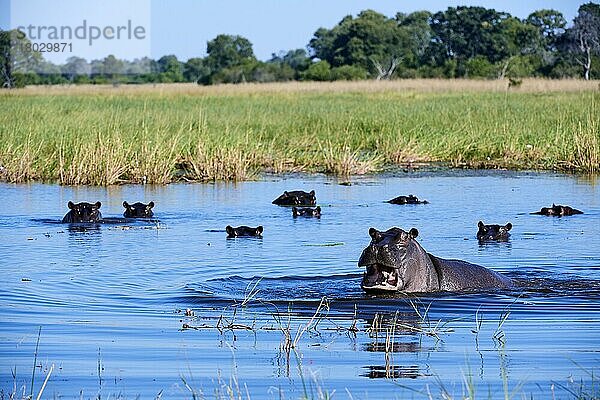 Flusspferd (Hippopotamus amphibius) droht  Moremi-Wildreservat  Okavango-Delta  Botswana  Afrika