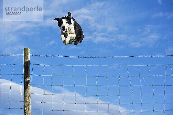 Haushund  Border Collie  arbeitender Schäferhund  erwachsen  springender Stacheldraht-Viehzaun auf Moorland  Cumbria  England  April