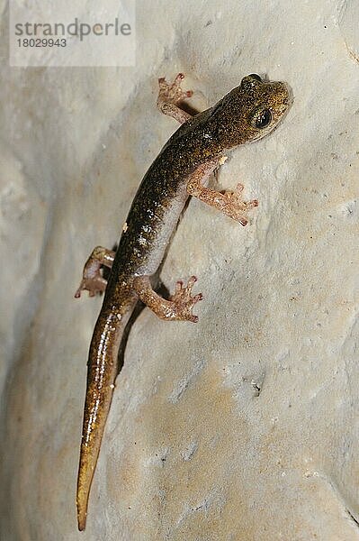 Sopramonte-Höhlensalamander  Amphibien  Andere Tiere  Salamander  Tiere  Supramontane Cave Salamander (Speleomantes supramontis) adult  on rock in cave  Sardinia  Italy