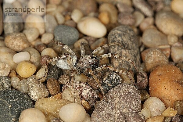 Andere Tiere  Spinnen  Spinnentiere  Tiere  Wolfspinnen (Arctosa perita)  Sand Wolfspider adult  at strandline on shingle beach  Slapton  Devon  England  May