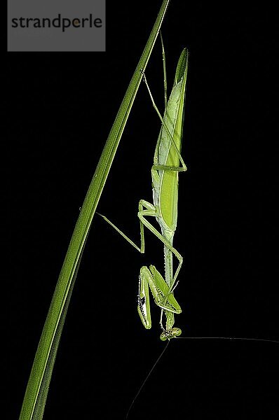 Erwachsene Gottesanbeterin (Stagmatoptera binotata)  nachts auf einem Blatt ruhend  Iwokrama-Regenwald  Guyana  Südamerika
