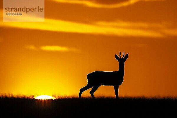 Western Roe Deer (Capreolus capreolus) Bock  im Feld stehend  Silhouette bei Sonnenuntergang  Norfolk  England  September