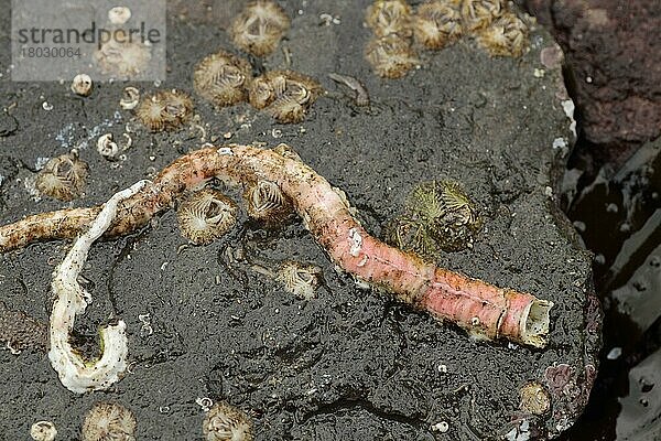 Kalkröhrenwurm (Serpula vermicularis)  kalkhaltige Röhre auf Fels mit festsitzenden Seepocken (Verruca stroemia)  bei Ebbe freigelegt  Lyme Regis  Dorset  England  März
