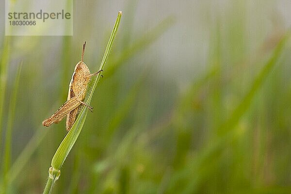 Brauner Grashüpfer (Chorthippus brunneus) Braune Grashüpfer  Andere Tiere  Insekten  Tiere  Feldheuschrecken  Common Field Grasshopper nymph  resting on graß  England  june