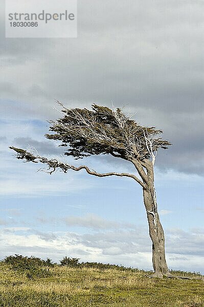 Lenga (Nothofagus pumilio) Habitus  wegen starker Winde beflaggt  Route 3 östlich von Ushuaia zur Estancia Harberton  Südpatagonien  Feuerland  Argentinien  Südamerika