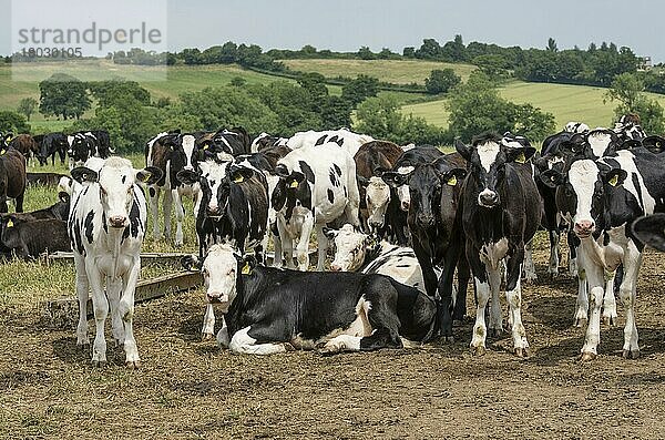 Hausrinder  Milchkühe mit Färsen und Ochsen  gemischte Jungtierherde auf der Weide  Frome  Somerset  England  Juli