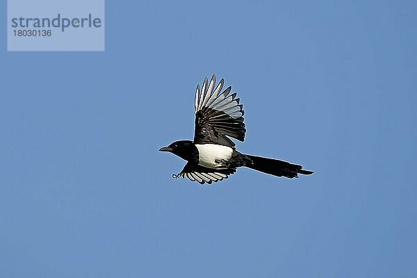 Elster (Pica pica) erwachsen  im Flug  Kent  England  Januar