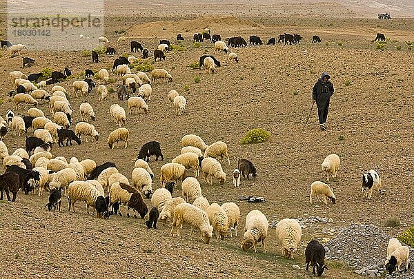 Schafzucht  Berberhirte mit großer Herde  weiden am Rande der Wüste  Sahara  Marokko  Afrika