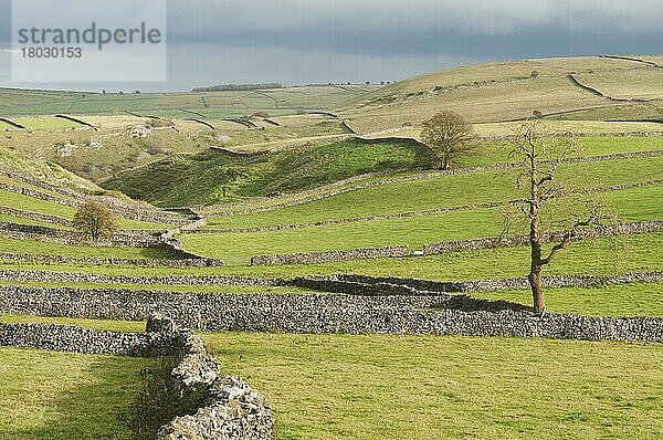 Blick auf Trockenmauern und Weiden  Litton  Peak District N. P. Derbyshire  England  Oktober