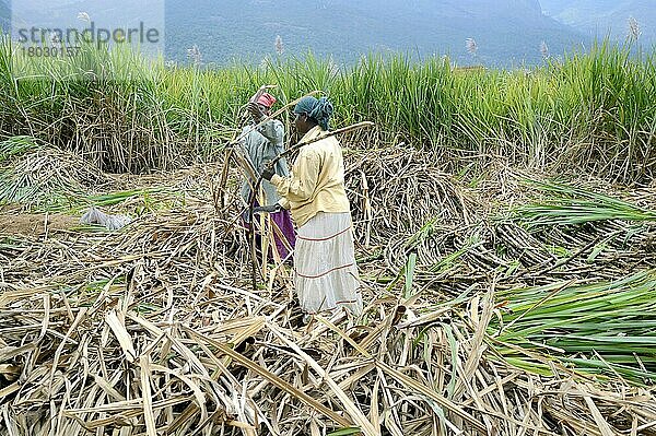 Ernte von Zuckerrohr (Saccharum officinarum)  Arbeiterinnen beim Schneiden der Stängel  Marayur  Idukki-Distrikt  Kerala  Indien  Dezember  Asien