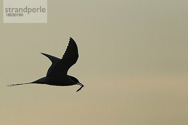 Küstenseeschwalbe  Küstenseeschwalben (Sterna paradisea) Seeschwalbe  Tiere  Vögel  Arctic Tern adult  breeding plumage  in flight  with sand-eel in beak  Silhouette at dusk  Reykjanes  R