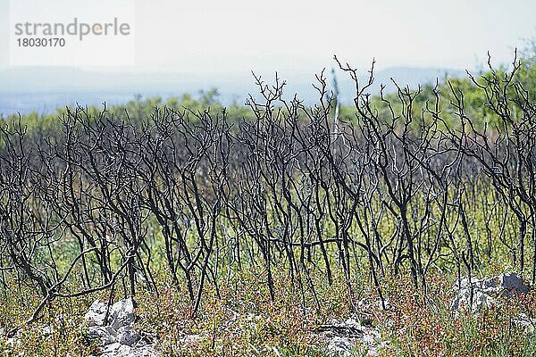 Kermes-Eiche (Quercus coccifera) regeneriert sich nach einem Brand im Lebensraum der Garrigue  in der Nähe von Minerve  Herault  Languedoc-Roussillon  Frankreich  Mai  Europa