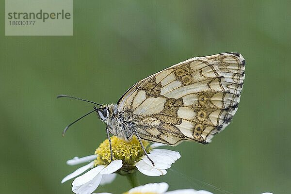 Schachbrett (Melanargia galathea)  Damenbrett (Nymphalidae)  Andere Tiere  Insekten  Schmetterlinge  Tiere  Marbled White adult female  resting on flower  Pyrenees  Frankreich  Europa