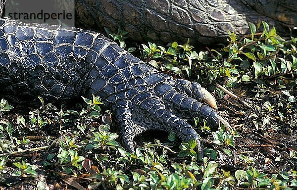 Amerikanischer Alligator (Alligator mississippiensis) Nahaufnahme der Krallen  Florida