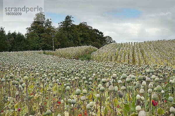 Anbau von Schlafmohn (Papaver somniferum)  Samenschoten im Feld  kommerziell angebaut für die Medizin  Sheriffhales  Shropshire  England  August