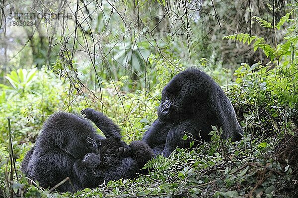 Familie  Berggorillas (Gorilla beringei) Nationalpark Vulkane  Ruanda  Afrika