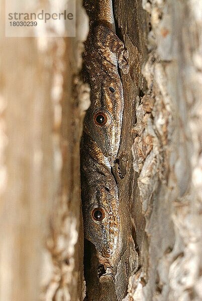Dickschwanz-Tag-Gecko (Phelsuma mutabilis)  erwachsenes Paar  versteckt in einer Baumstammnische im Stachelwald  Reniala-Naturreservat  Ifaty  West-Madagaskar  August