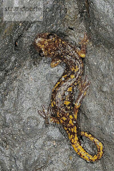 Ligurischer Höhlensalamander (Hydromantes strinatii)  Ligurische Höhlensalamander  Amphibien  Andere Tiere  Salamander  Tiere  Strinati's Cave Salamander (Speleomantes strinatii) adult  rest