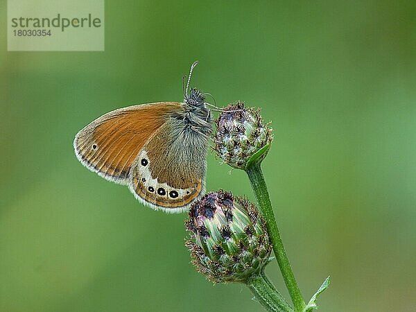 Alpenwiesenvögelchen  Alpenheufalter  Andere Tiere  Insekten  Schmetterlinge  Tiere  Alpine Heath (Coenonympha gardetta) adult  drinking moisture from knapweed flo