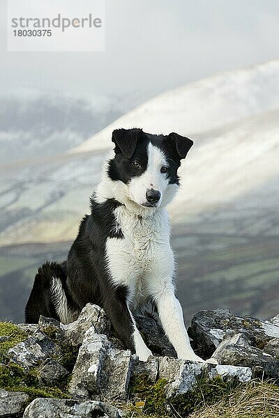 Haushund  Border Collie  arbeitender Schäferhund  erwachsen  sitzt zwischen Felsen im Moor  Cumbria  England  Februar