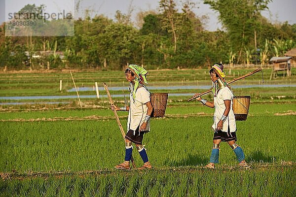 2 Frauen aus Kayan Lahwi mit Messinghalsschleifen und traditioneller Kleidung in einem Reisfeld  Pan Pet Region  Kayah State  Myanmar  Asien