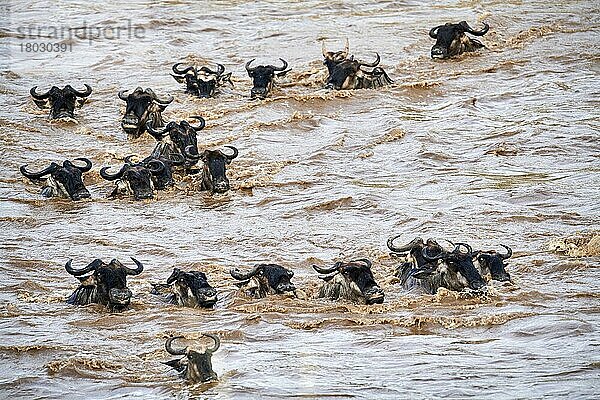 ÖstlicheStreifengnu (Connochaetes taurinus) Herde  die während der Migration über den Mara-Fluss schwimmt  Masai Mara National Reserve  Kenia  Afrika