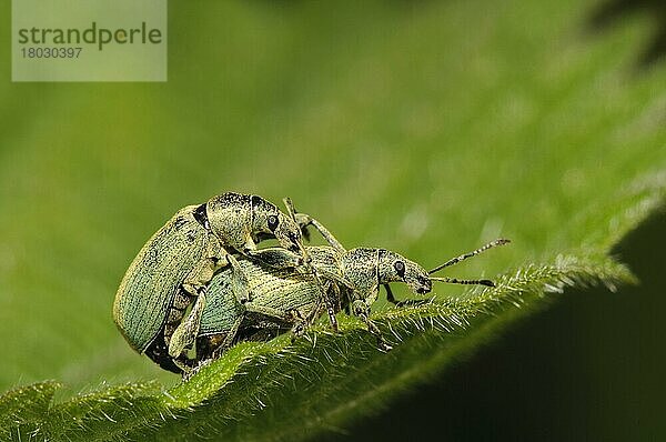 Erwachsenes Paar Nesselkäfer (Phyllobius pomaceus)  Paarung auf Nesselblatt  Roggenmehl RSPB Reserve  Hertfordshire  England  Mai