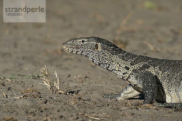 Nilwaran (Varanus niloticus) adult  Nahaufnahme von Kopf und Vorderbeinen  Chobe River  Chobe N. P. Botswana  Juni