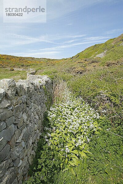 Bärlauch (Allium ursinum) blüht  wächst an einer Trockenmauer  Gower Peninsula  Glamorgan  Wales  Mai