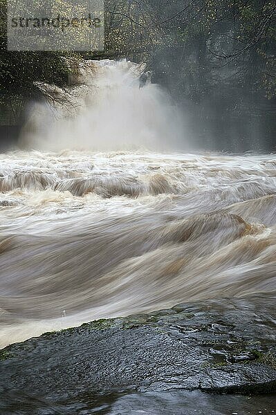 Wasserfall und Fluss bei Hochwasser in vollem Fluss  Kesselfälle  Walden Beck  Fluss Ure  West Burton  Wensleydale  Yorkshire Dales N.P.  North Yorkshire  England  November