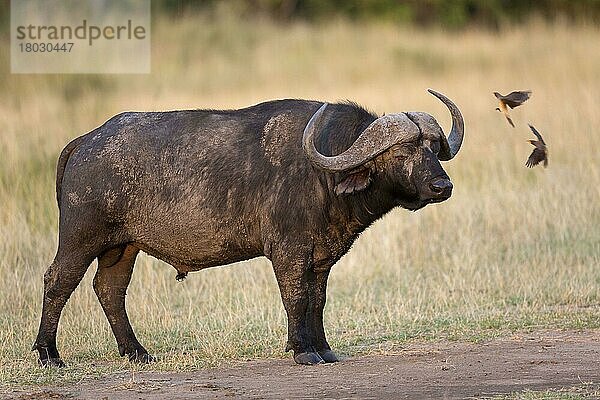 Afrikanischer Büffel (Syncerus caffer caffer) erwachsenes Männchen  im Grasland stehend  mit Gelbschnabel-Madenhacker (Buphagus africanus) zwei Erwachsene  im Flug  Maasai Mara National Reserve  Kenia  August  Afrika